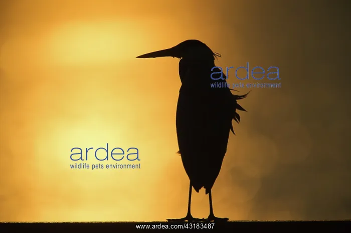 : Grey Heron : Grey Heron