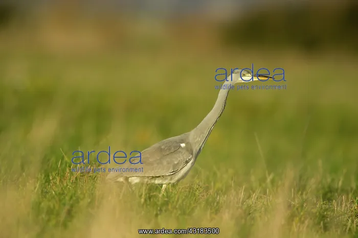 : Grey Heron : Grey Heron