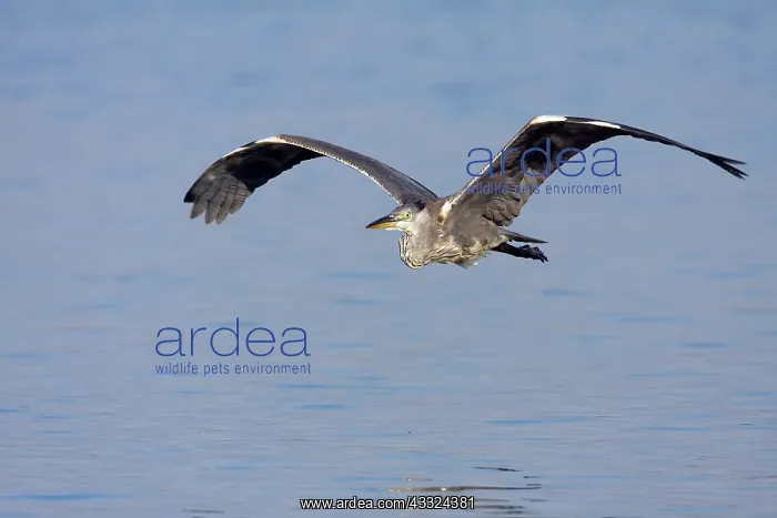 : Grey Heron : Grey Heron