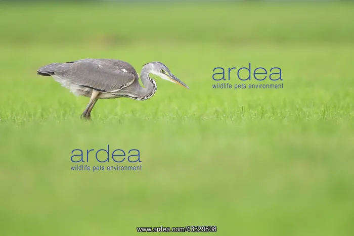 : Grey Heron : Grey Heron