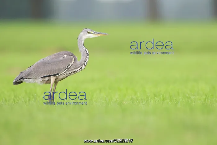 : Grey Heron : Grey Heron