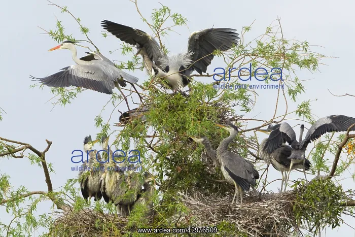 : Grey Heron - adult birds fighting at heronry : Grey Heron - adult birds fighting at heronry