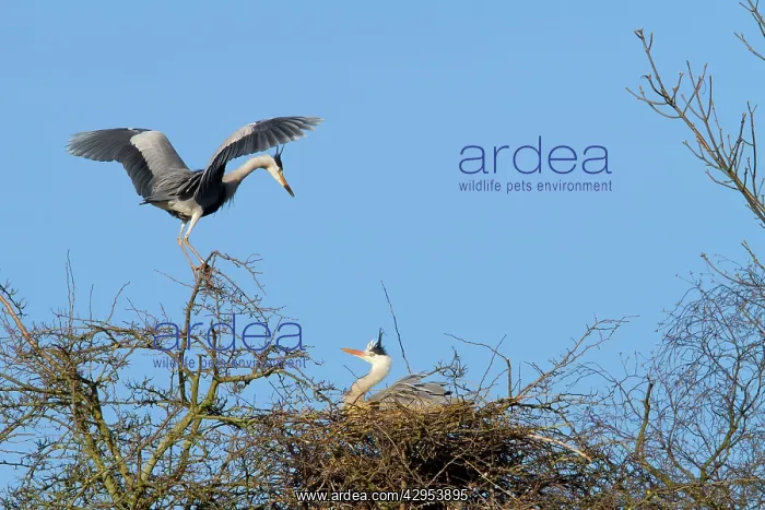 : Grey Heron - two adult birds at nest : Grey Heron - two adult birds at nest