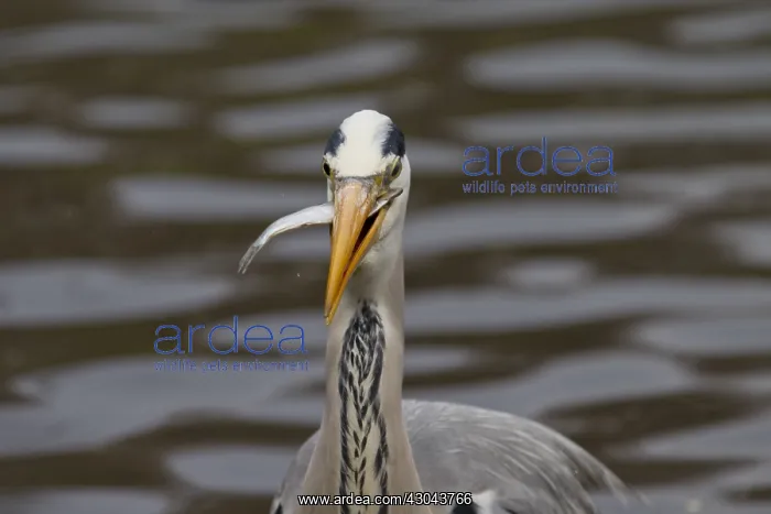 : Grey Heron - adult heron with a fish - Germany : Grey Heron - adult heron with a fish - Germany