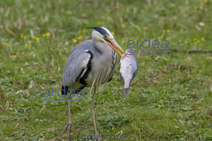 : Grey Heron - adult heron with a fish - Germany : Grey Heron - adult heron with a fish - Germany