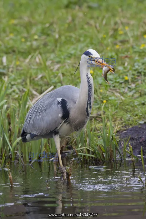 : Grey Heron - adult heron with a fish - Germany : Grey Heron - adult heron with a fish - Germany
