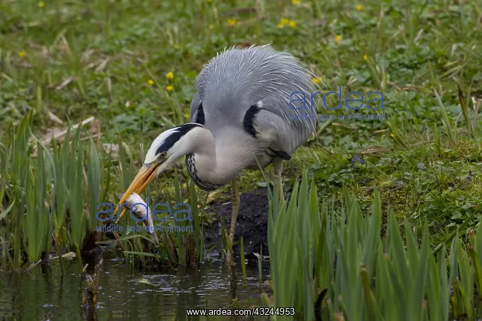  : Grey Heron - adult heron with a fish - Germany