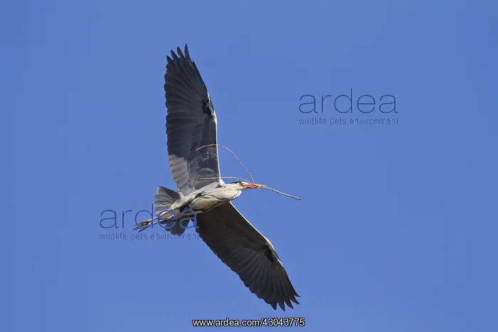: Grey Heron - adult heron in flight - Germany : Grey Heron - adult heron in flight - Germany