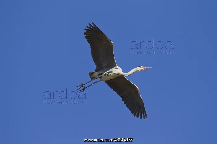 : Grey Heron - adult heron in flight - Germany : Grey Heron - adult heron in flight - Germany