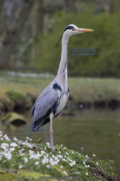 : Grey Heron - adult heron - Germany : Grey Heron - adult heron - Germany