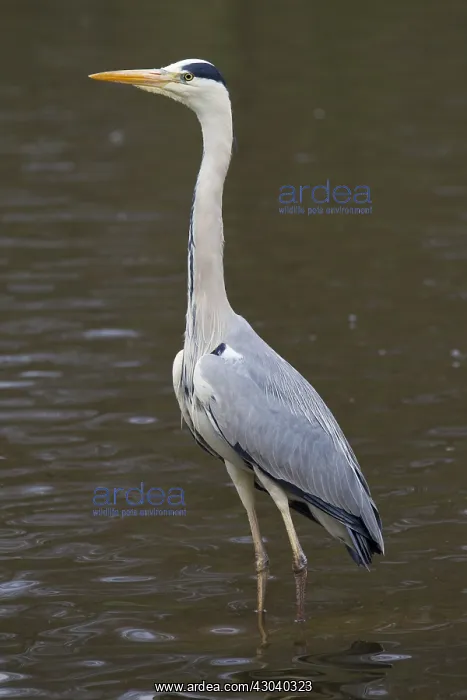 : Grey Heron - adult heron - Germany : Grey Heron - adult heron - Germany
