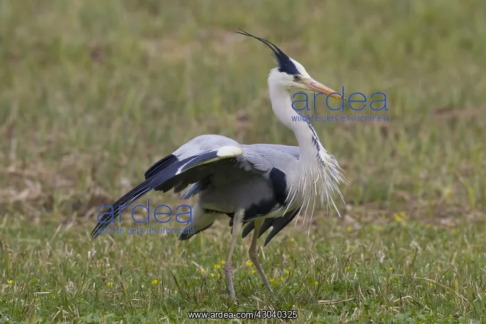 : Grey Heron - adult heron - Germany : Grey Heron - adult heron - Germany