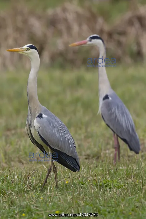 : Grey Heron - adult heron - Germany : Grey Heron - adult heron - Germany