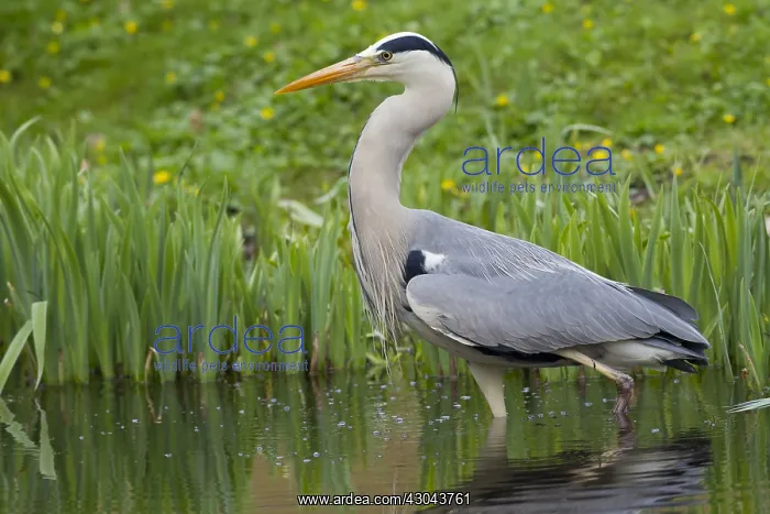 : Grey Heron - adult heron - Germany : Grey Heron - adult heron - Germany