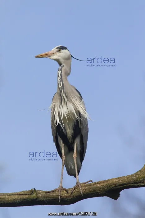 : Grey Heron - adult heron - Germany : Grey Heron - adult heron - Germany