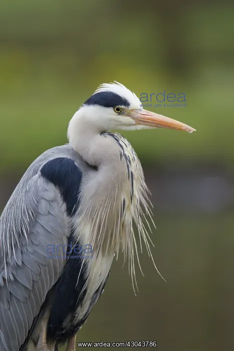 : Grey Heron - adult heron portrait - Germany : Grey Heron - adult heron portrait - Germany