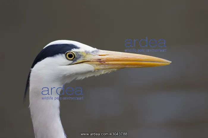 : Grey Heron - adult heron portrait - Germany : Grey Heron - adult heron portrait - Germany