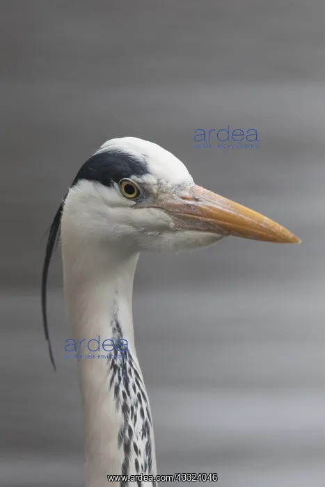 : Grey Heron - adult heron portrait - Germany : Grey Heron - adult heron portrait - Germany