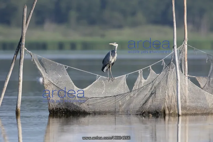 : Grey Heron - adult heron standing on fishing net : Grey Heron - adult heron standing on fishing net