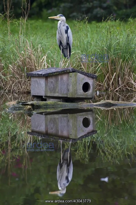 : Grey Heron - adult heron standing on a nest box - Germany : Grey Heron - adult heron standing on a nest box - Germany