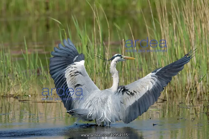 : Grey Heron - adult landing in water with wings raised : Grey Heron - adult landing in water with wings raised