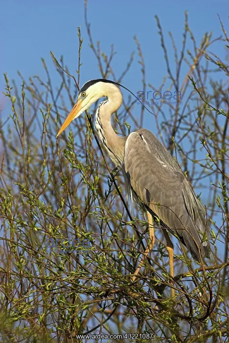 : Grey Heron (Ardea cinera) in the Danube : Grey Heron (Ardea cinera) in the Danube