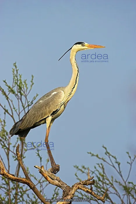 : Grey Heron (Ardea cinera) in the Danube : Grey Heron (Ardea cinera) in the Danube