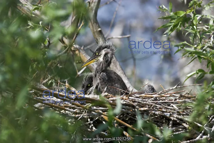 : Grey Heron (Ardea cinera) in the Danube : Grey Heron (Ardea cinera) in the Danube
