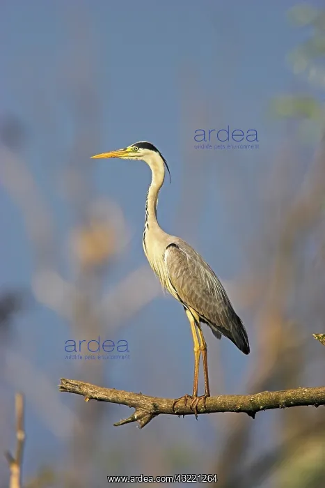 : Grey Heron (Ardea cinera) in the Danube : Grey Heron (Ardea cinera) in the Danube