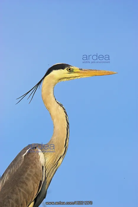  : Grey Heron (Ardea cinera) in the Danube