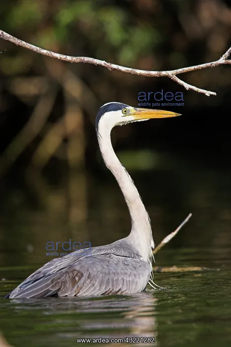: Grey Heron (Ardea cinera) in the Danube : Grey Heron (Ardea cinera) in the Danube