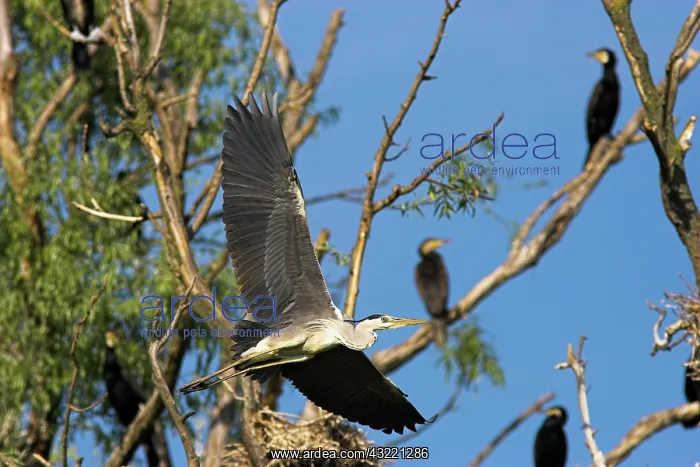  : Grey Heron (Ardea cinera) in the Danube