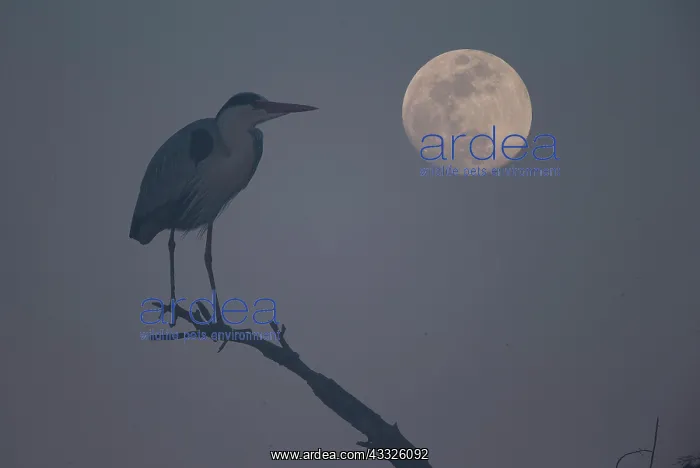  : Grey heron (Ardea cinerea), adult bird on branch