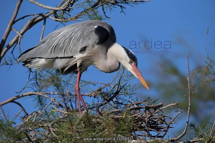 : Grey heron (Ardea cinerea), adult bird on nest : Grey heron (Ardea cinerea), adult bird on nest