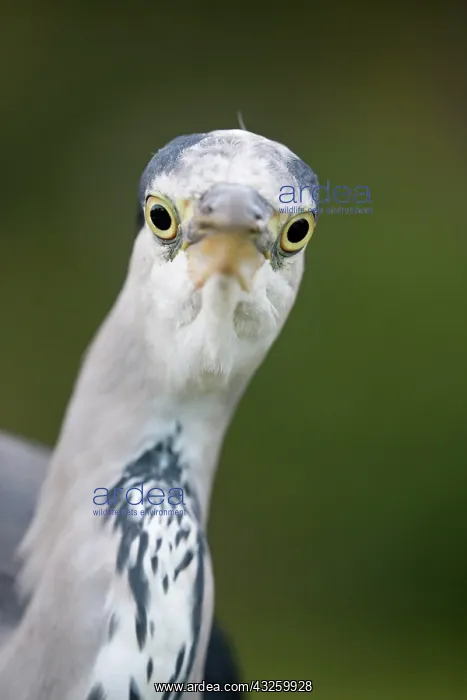 : Grey heron (Ardea cinerea) adult, close-up of head : Grey heron (Ardea cinerea) adult, close-up of head