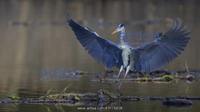 : Grey heron (Ardea cinerea), adult heron landing on a water lily root : Grey heron (Ardea cinerea), adult heron landing on a water lily root