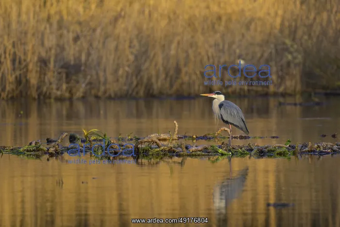 : Grey heron (Ardea cinerea), adult heron standing on a water lily root in the water : Grey heron (Ardea cinerea), adult heron standing on a water lily root in the water