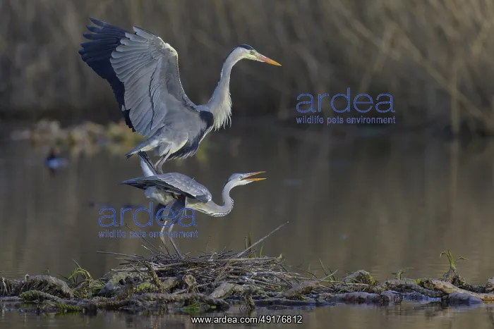 : Grey heron (Ardea cinerea), adult heron and young bird copulating on a water lily root in front of reeds : Grey heron (Ardea cinerea), adult heron and young bird copulating on a water lily root in front of reeds