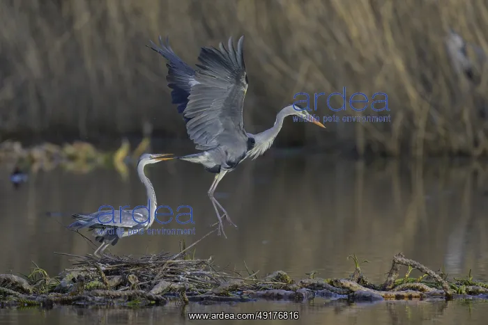 : Grey heron (Ardea cinerea), adult heron and young bird copulating on a water lily root in front of reeds : Grey heron (Ardea cinerea), adult heron and young bird copulating on a water lily root in front of reeds