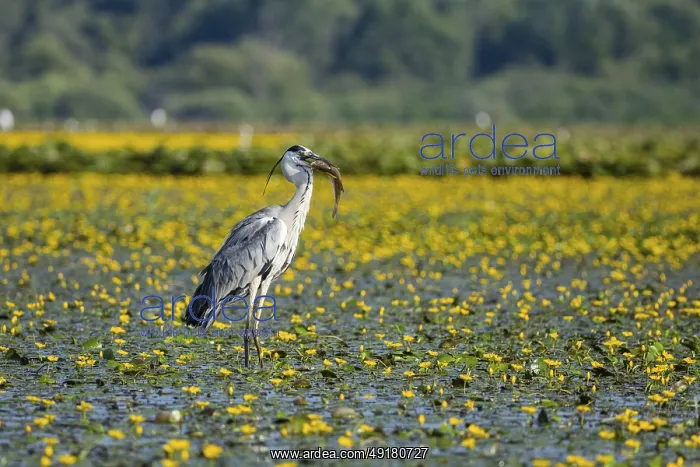 : Grey heron (Ardea cinerea) amidst flowering sea pots (Nymphoides peltata) Hungary : Grey heron (Ardea cinerea) amidst flowering sea pots (Nymphoides peltata) Hungary