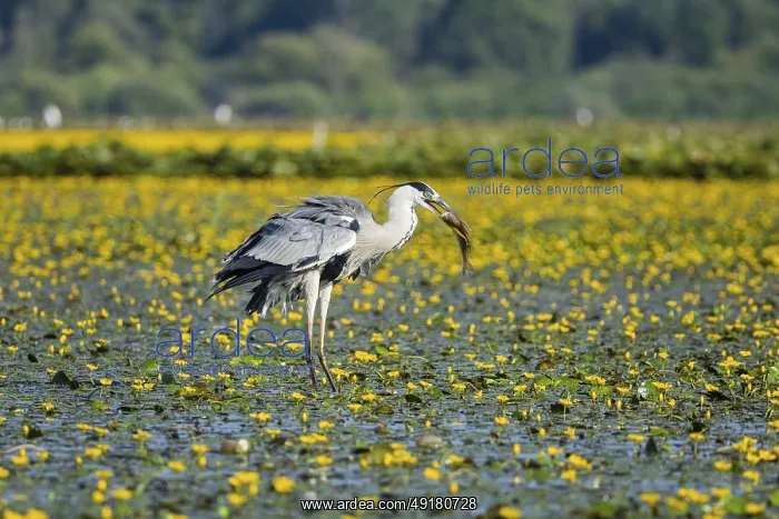 : Grey heron (Ardea cinerea) amidst flowering sea pots (Nymphoides peltata) Hungary : Grey heron (Ardea cinerea) amidst flowering sea pots (Nymphoides peltata) Hungary