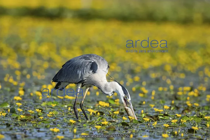: Grey heron (Ardea cinerea) amidst flowering sea pots (Nymphoides peltata) Hungary : Grey heron (Ardea cinerea) amidst flowering sea pots (Nymphoides peltata) Hungary