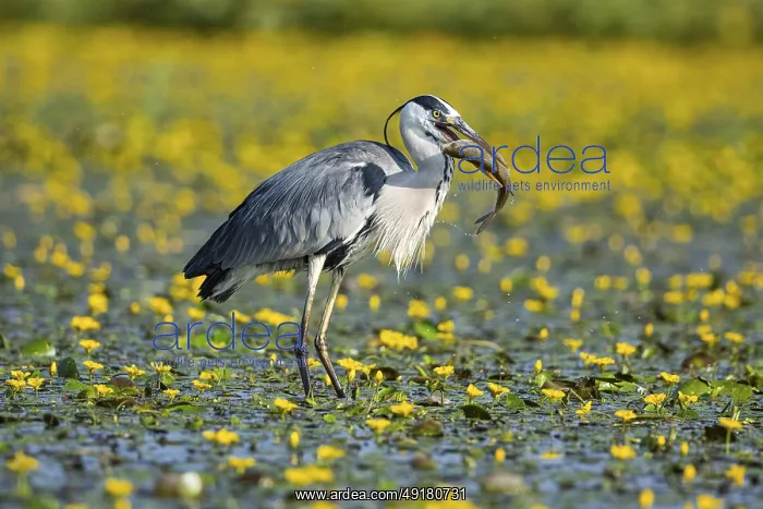 : Grey heron (Ardea cinerea) amidst flowering sea pots (Nymphoides peltata) Hungary : Grey heron (Ardea cinerea) amidst flowering sea pots (Nymphoides peltata) Hungary
