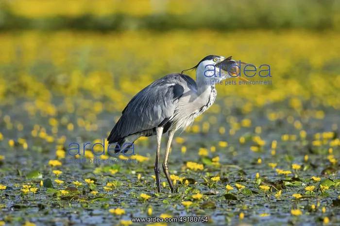 : Grey heron (Ardea cinerea) amidst flowering sea pots (Nymphoides peltata) Hungary : Grey heron (Ardea cinerea) amidst flowering sea pots (Nymphoides peltata) Hungary