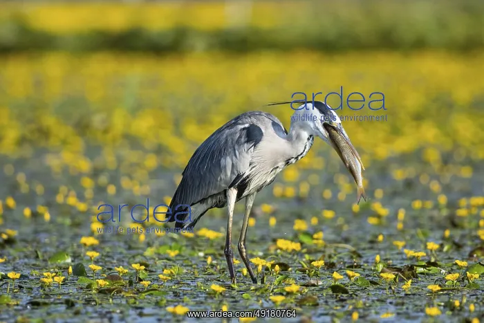  : Grey heron (Ardea cinerea) amidst flowering sea pots (Nymphoides peltata) Hungary