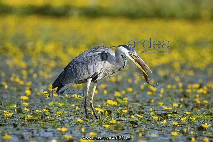 : Grey heron (Ardea cinerea) amidst flowering sea pots (Nymphoides peltata) Hungary : Grey heron (Ardea cinerea) amidst flowering sea pots (Nymphoides peltata) Hungary