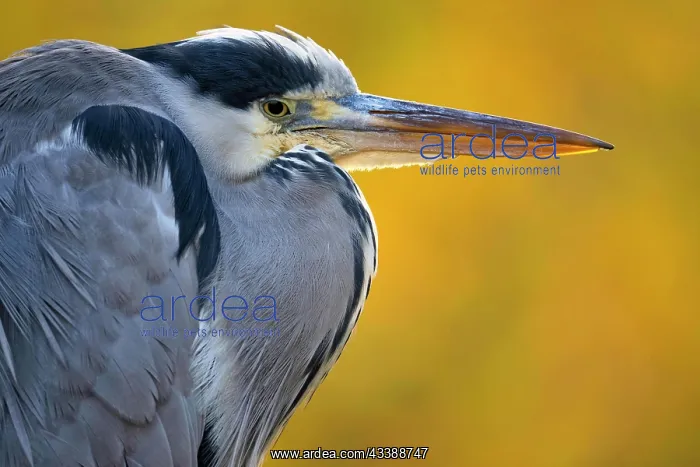 : Grey heron (Ardea cinerea), animal portrait, autumn : Grey heron (Ardea cinerea), animal portrait, autumn