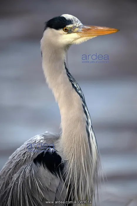 : Grey heron (Ardea Cinerea), animal portrait, wildlife : Grey heron (Ardea Cinerea), animal portrait, wildlife