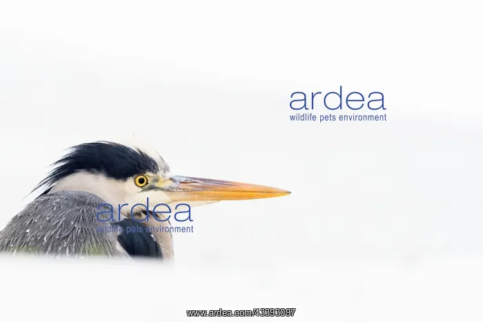 : Grey heron (Ardea cinerea), animal portrait, winter : Grey heron (Ardea cinerea), animal portrait, winter