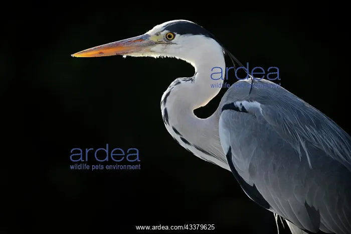 : Grey heron (Ardea cinerea), animal portrait, Stu : Grey heron (Ardea cinerea), animal portrait, Stu